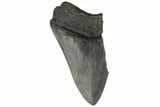 4.26" Partial, Fossil Megalodon Tooth  - #194005-1